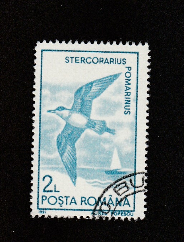 Stercorarius pomomarinus