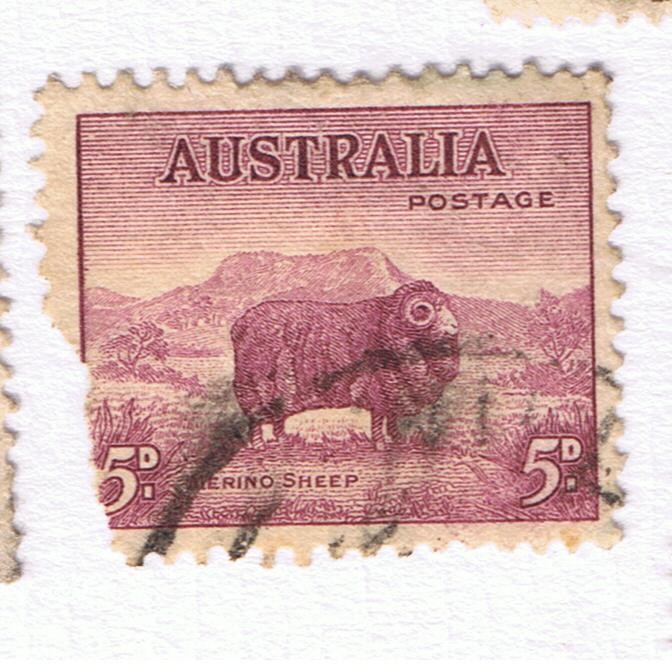 Merino Sheep