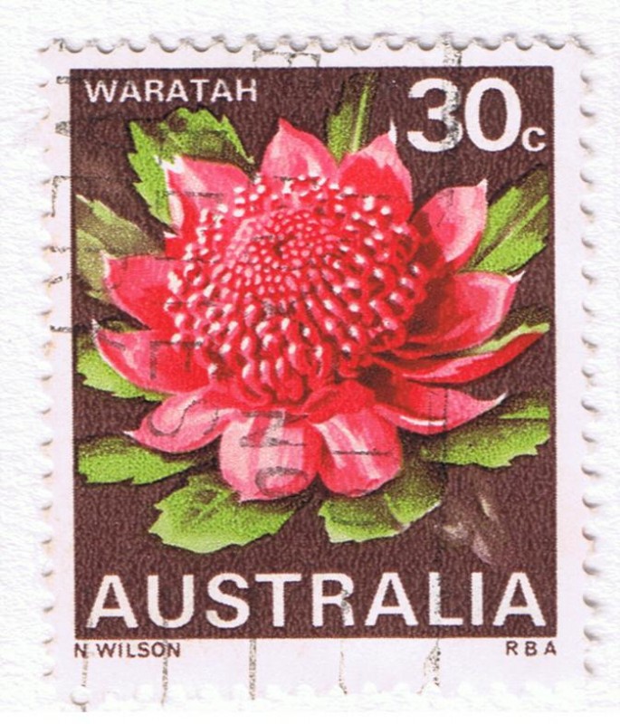 Waratah