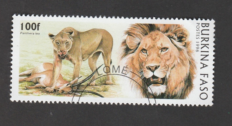 Panthera leo