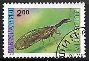 Insectos - Raphidia notata