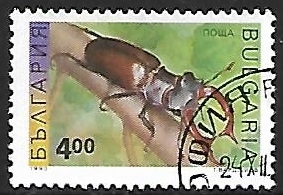Insectos - Lucanus cervus