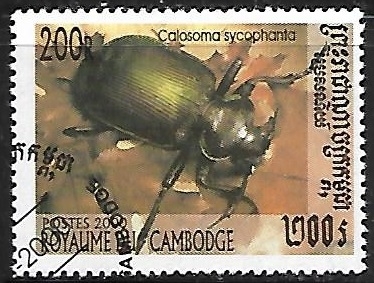 Insectos - Calosoma sycophanta