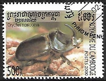 Insectos - Oryctes nasicornis