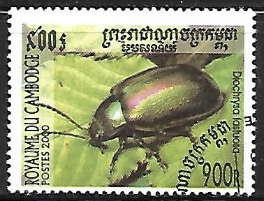 Insectos -  Diochrysa fastuosa