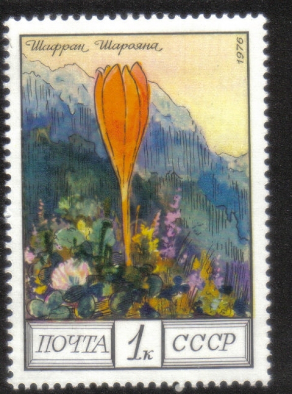Flores del Cáucaso 2ª Serie. Crocus scharojana