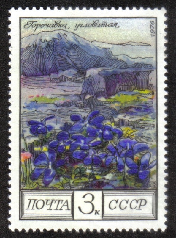 Flores del Cáucaso 2ª Serie. Gentiana angulosa