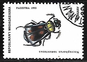 Insectos - calosoma sycophanta