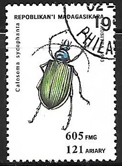 Insectos - Calosoma sycophanta