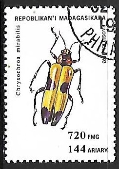 Insectos - Chrysoroa mirabillis