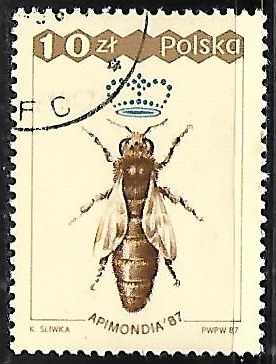Insectos Apis mellifera