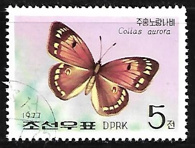 Mariposas - Colias aurora