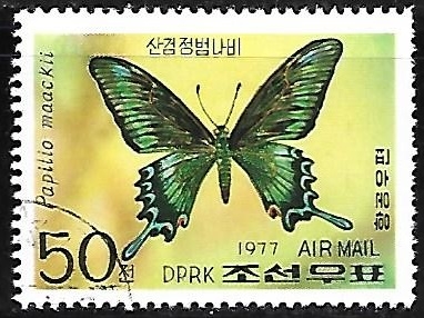 Mariposas - Papilio maackii