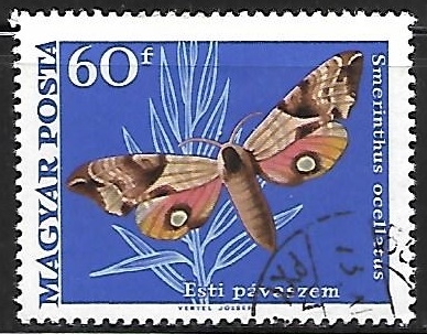 Mariposas - Smerinthus ocellatus)