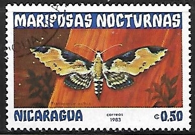 Mariposas - Protoparce ochus