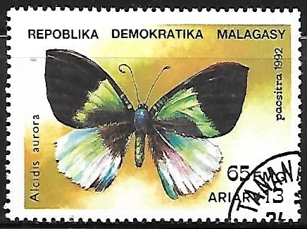 Mariposas - Alcides aurora)