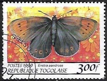 Mariposas - Erebia pandrose