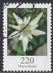 2006 - Edelweiss