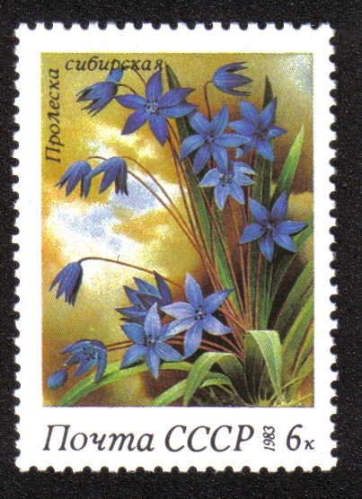 Flores de primavera. Esquila siberiana