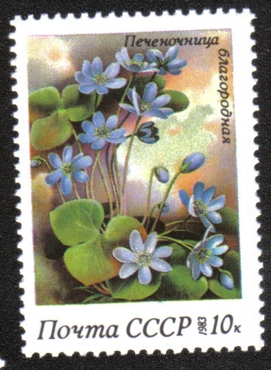 Flores de primavera. Anemone hepatica