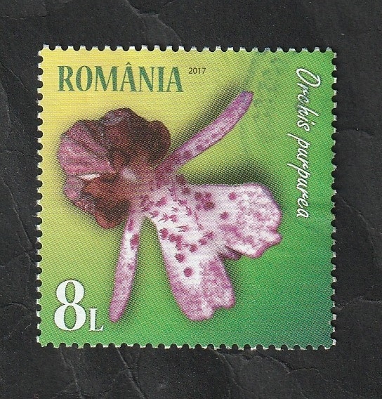 6105 - Orquídea