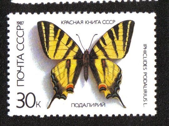 Mariposas, Cola de golondrina escasa (Iphiclides podalirius)