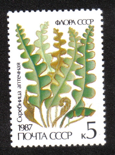Helechos Ceterach officinarum