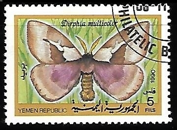 Mariposas - Dirphia multicolor