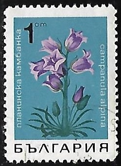 Flores - Alpine Bellflower