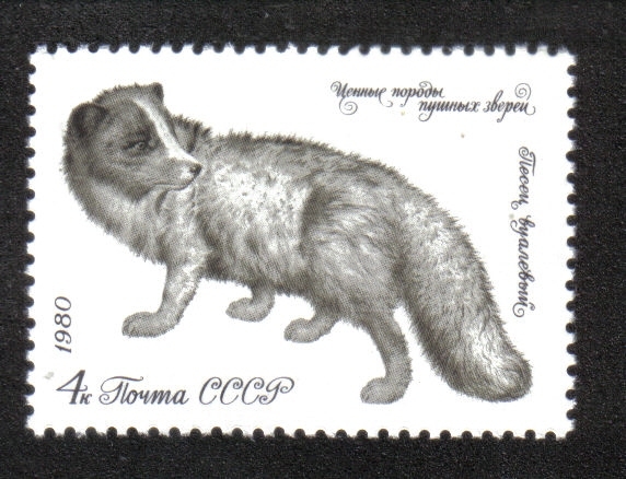 Valiosas especies de animales con pieles, zorro ártico (Alopex lagopus)