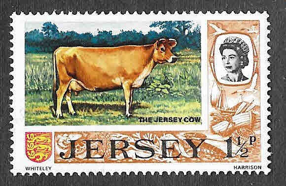 36 - Vaca de Jersey (JERSEY)