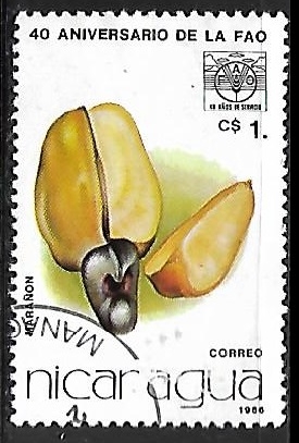 Fruta - Caju 
