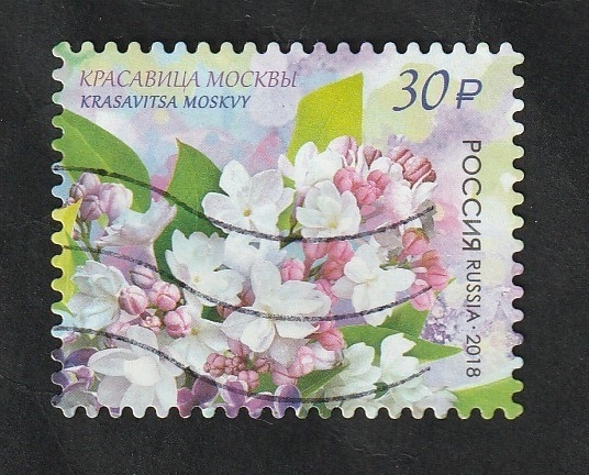 7914 - Flor de Rusia, syringa vulgaris