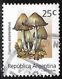 Setas - Coprinus atramentarius