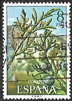 Flora - Spanish Juniper