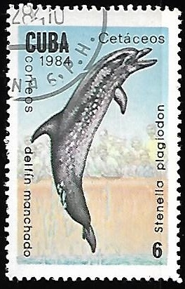 Delfin manchado