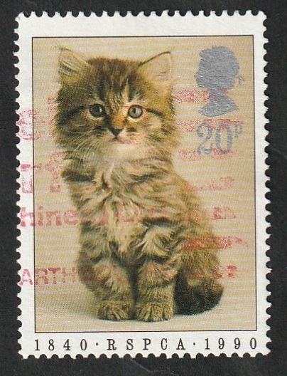 1439 - 150 Anivº de la Sociedad Real Protectora de los Animales, un gato