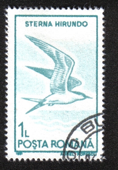 Aves Acuáticas 1991