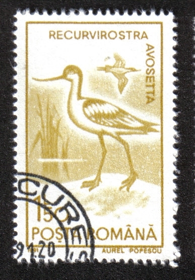 Aves Acuáticas 1991