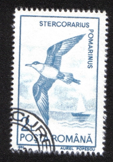 Aves Acuáticas 1991