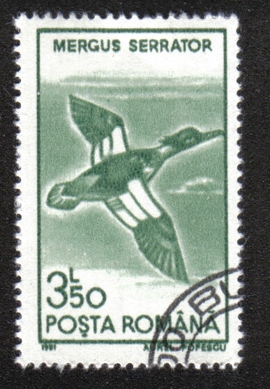 Aves Acuáticas 1991
