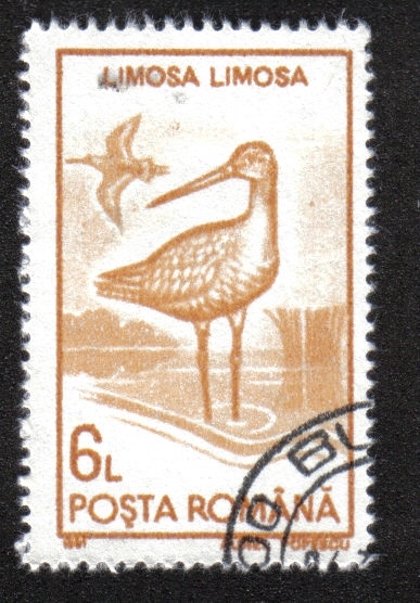 Aves Acuáticas 1991