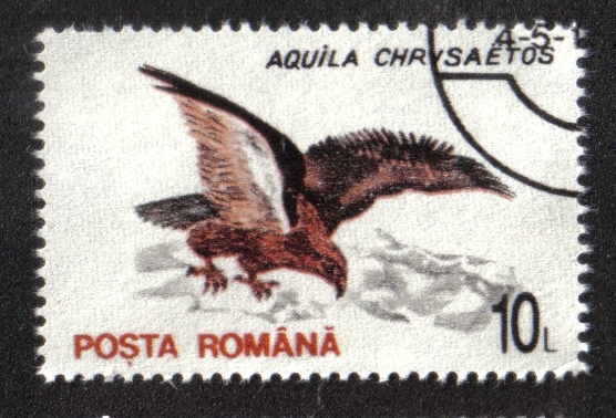 Aves 1993-1996