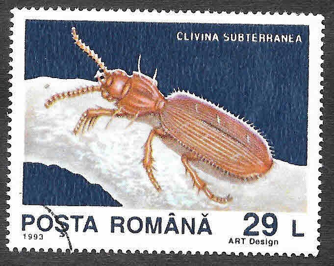 3875 - Clivina Subterránea