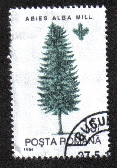 Árboles, Abeto de plata europeo (Abies alba)