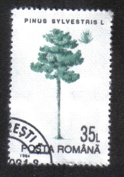 Árboles, Pino Silvestre (Pinus sylvestris)
