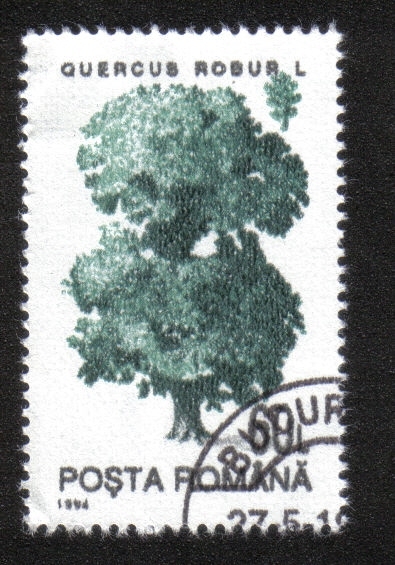 Árboles, Roble común (Quercus robur)