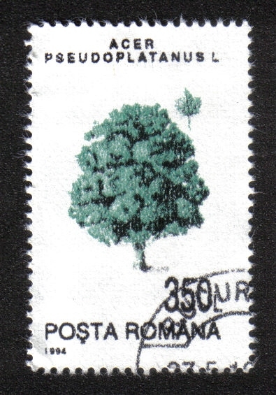 Árboles,Gran Arce (Acer pseudoplatanus) 