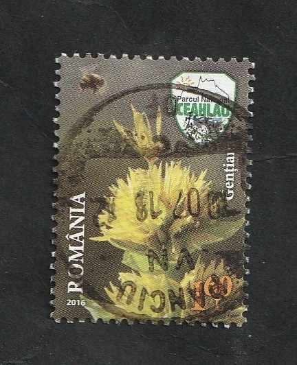 6054 - Flor, gentiana lutea