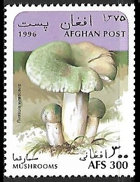 Setas - Russula virescens